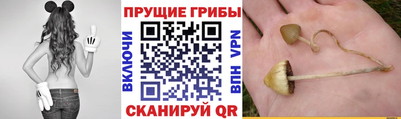 Галлюциногенные грибы прущие грибы  даркнет сайт  Полтавская 